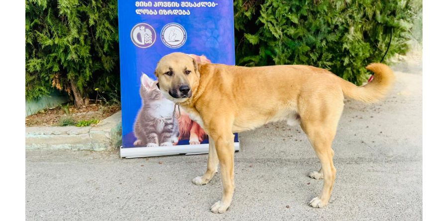 დაკარგული ნაგაზის მეტისი თავშესაფარშია