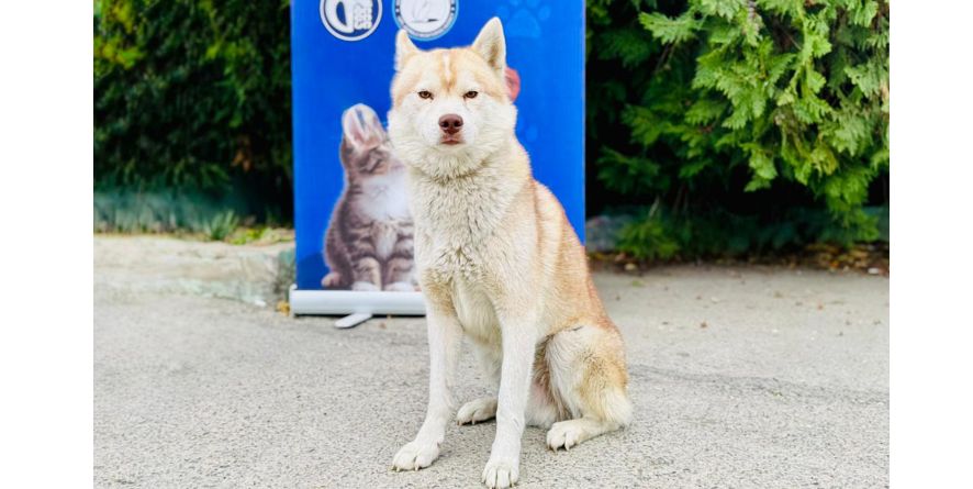 თავშესაფრიდან ჩუქდება ჰასკი ან ჰასკის მეტისი