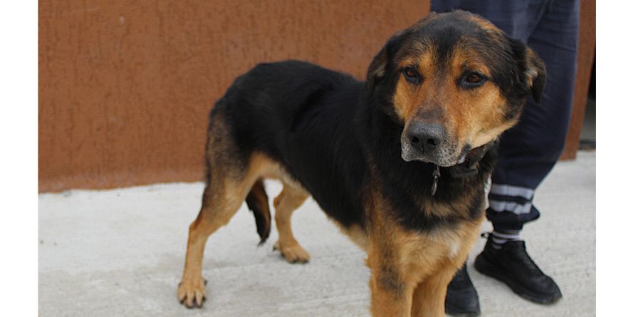 დაკარგული მეტისი თავშესაფარშია