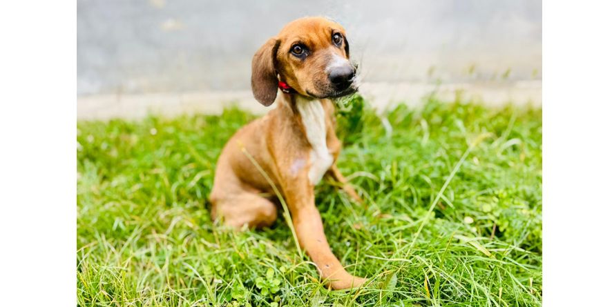 დაკარგული მეტისი თავშესაფარშია