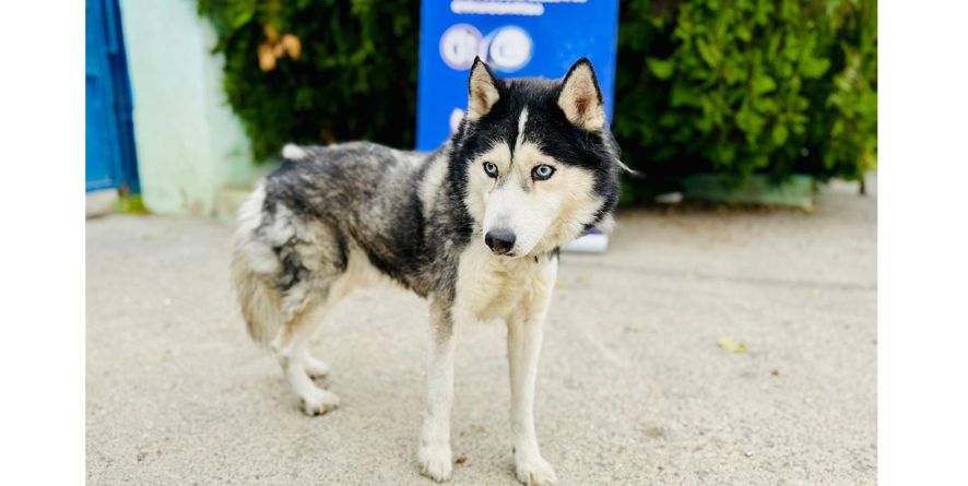 დაკარგული ჰასკი ან ჰასკის მეტისი თავშესაფარშია