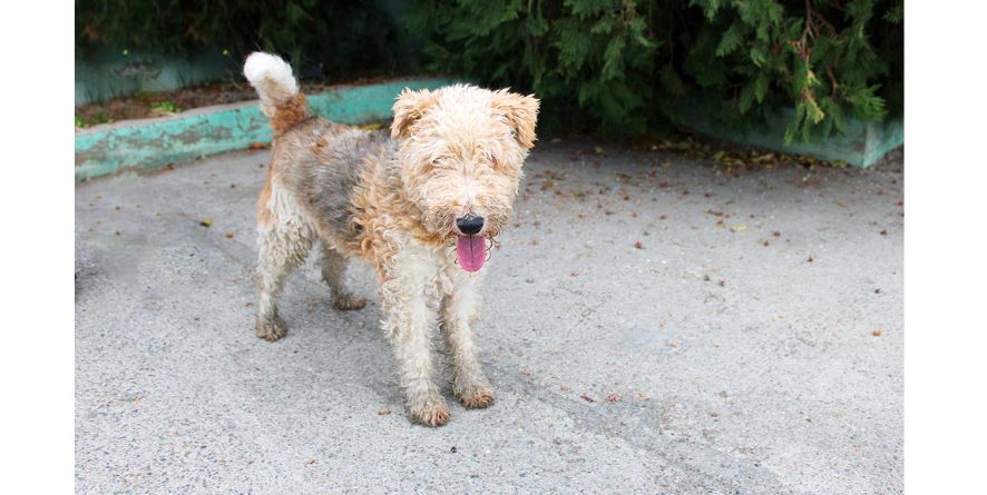 დაკარგული ფოქსტერიერი ან ფპქსტერიერის მეტისი თავშესაფარშია