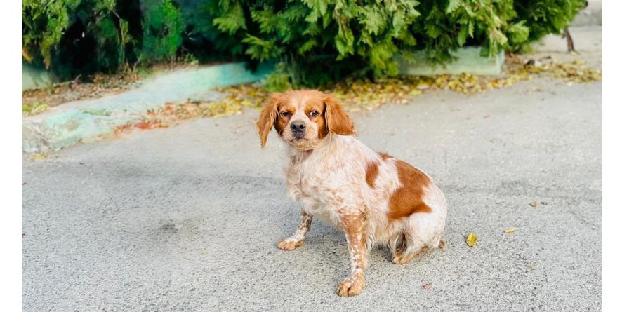 დაკარგული ეპანიოლ ბრეტონი ან ეპანიოლ ბრეტონის მეტისი თავშესაფარშია