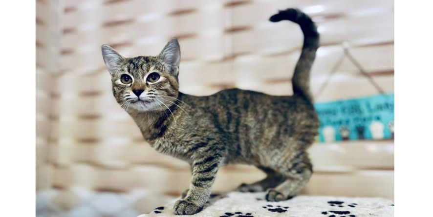 თავშესაფრიდან ჩუქდებიან კნუტები