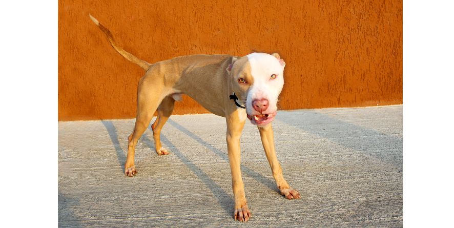 დაკარგული პიტბული ან პიტბულის მეტისი თავშესაფარშია