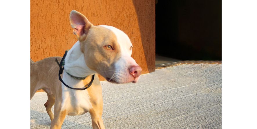 თავშესაფრიდან ჩუქდება პიტბული ან პიტბულის მეტისი