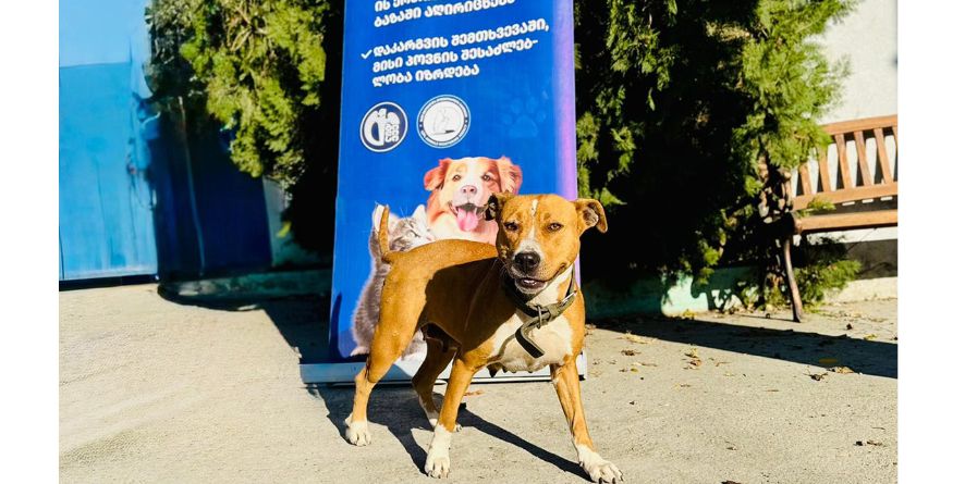 დაკარგული პიტბული ან პიტბულის მეტისი თავშესაფარშია