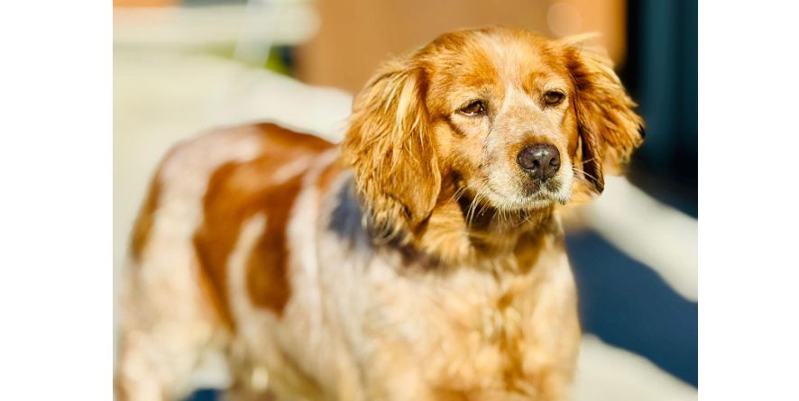 დაკარგული ეპანიოლ ბრეტონი ან ეპანიოლ ბრეტონის მეტისი თავშესაფარშია