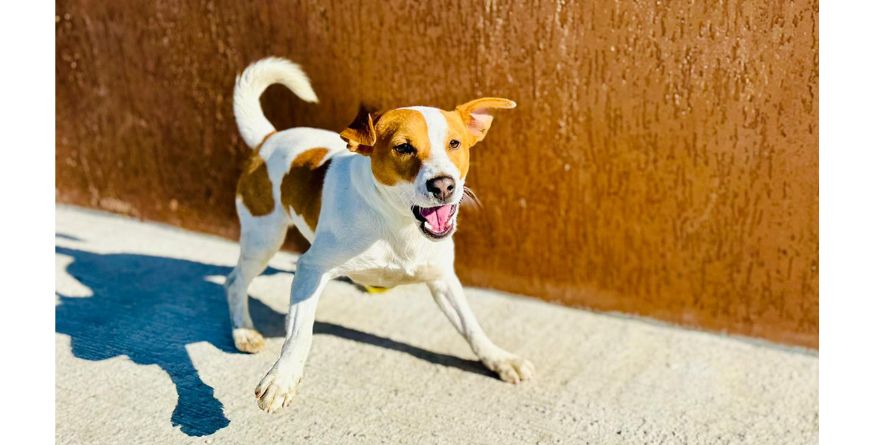 დაკარგული ჯეკ რასელ ტერიერი ან ჯეკ რასელ ტერიერის მეტისი თავშესაფარშია