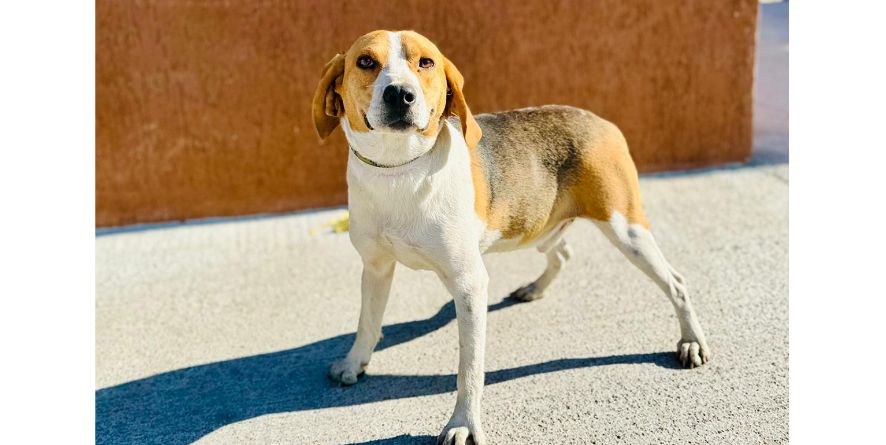 დაკარგული ბიგლის მეტისი თავშესაფარშია