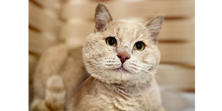 თავშესაფრიდან ჩუქდება კატა