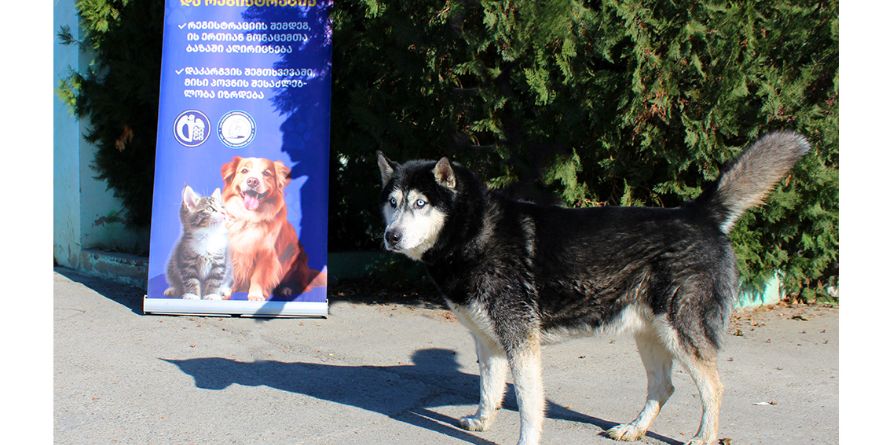 დაკარგული ჰასკი ან ჰასკის მეტისი თავშესაფარშია