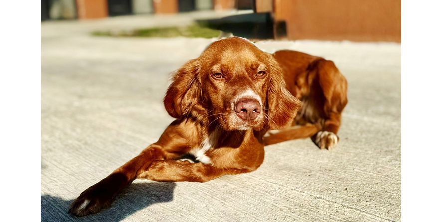 დაკარგული ირლანდიური სეტერი ან ირლანდიური სეტერის მეტისი თავშესაფარშია
