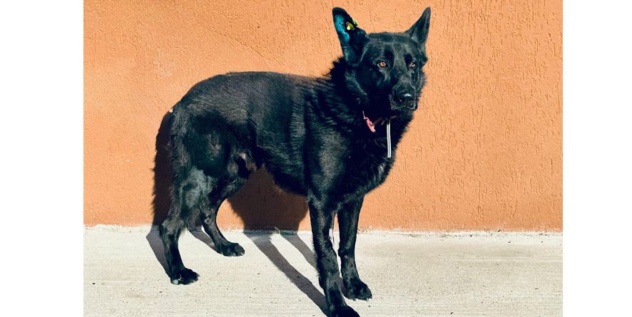 თავშესაფრიდან ჩუქდება გერმანული ნაგაზი ან გერმანული ნაგაზის მეტისი