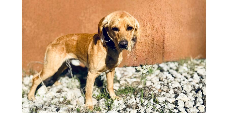 დაკარგული კოკერ სპანიელის მეტისი თავშესაფარშია