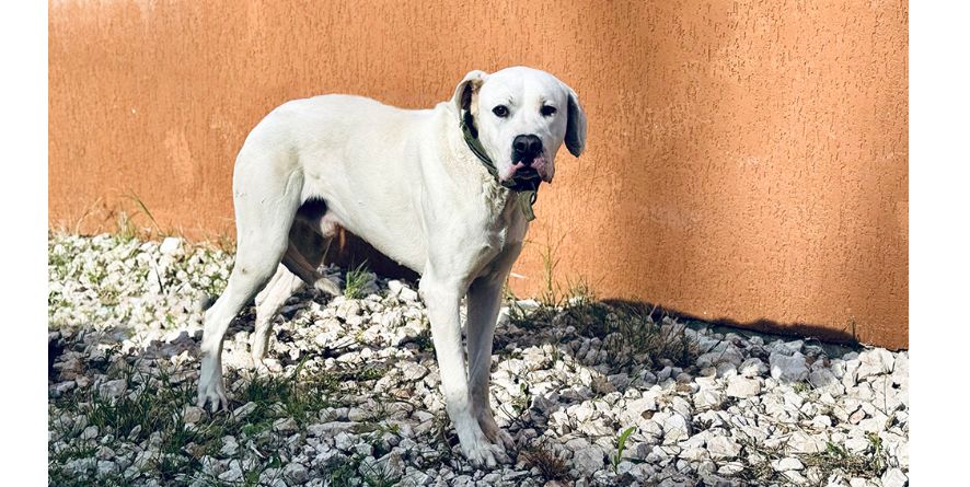 დაკარგული არგენტინული დოგი ან არგენტინული დოგის მეტისი თავშესაფარშია