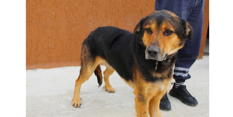 თავშესაფრიდან ჩუქდება მეტისი