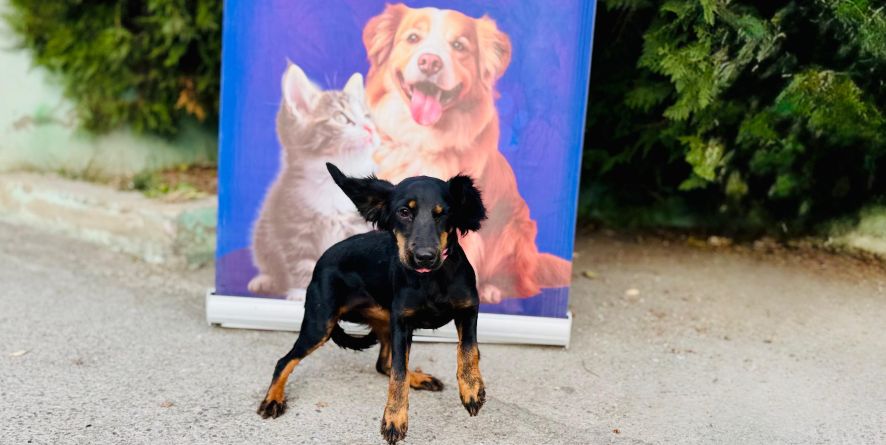 თავშესაფრიდან ჩუქდება კოკერის მეტისი