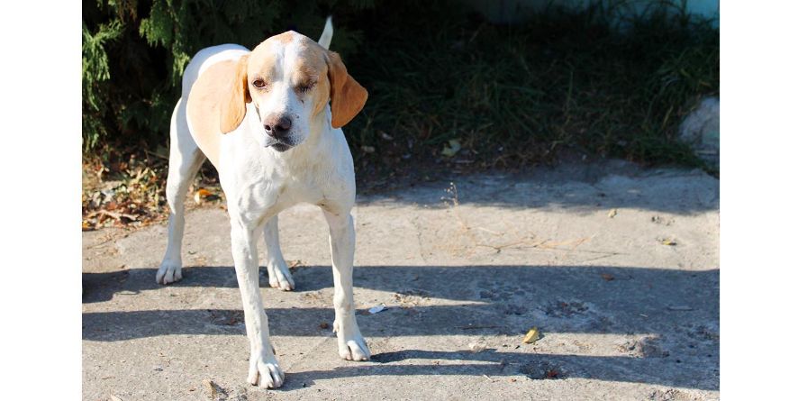 დაკარგული პოინტერის მეტისი თავშესაფარშია