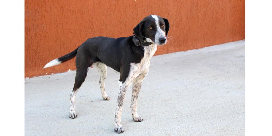 დაკარგული მეტისი თავშესაფარშია