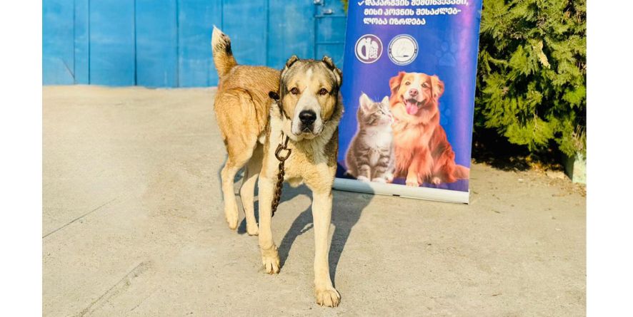 დაკარგული ნაგაზი ან ნაგაზის მეტისი თავშესაფარშია
