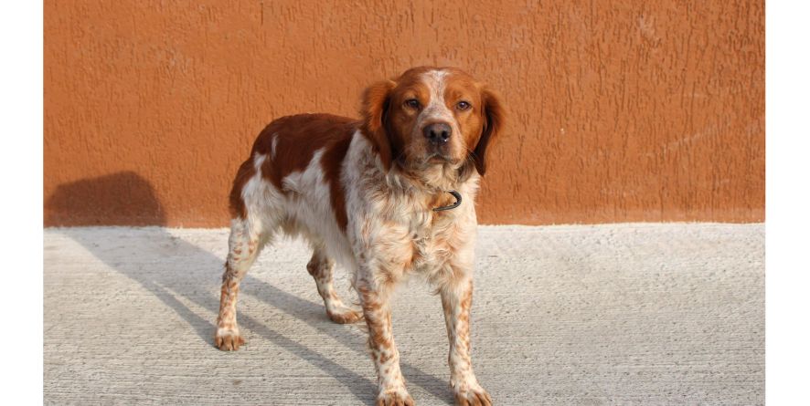 დაკარგული ეპანიოლის მეტისი თავშესაფარშია