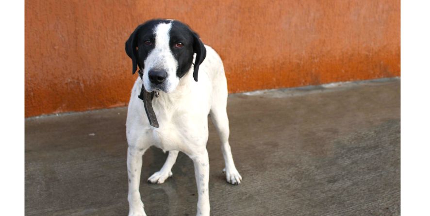 დაკარგული მეტისი თავშესაფარშია