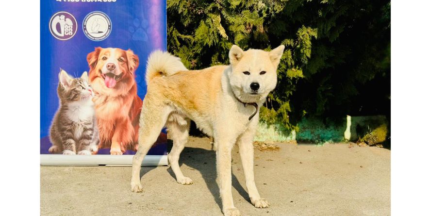 დაკარგული აკიტა ან აკიტას მეტისი თავშესაფარშია