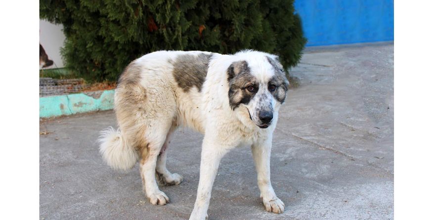 დაკარგული ნაგაზის მეტისი თავშესაფარშია