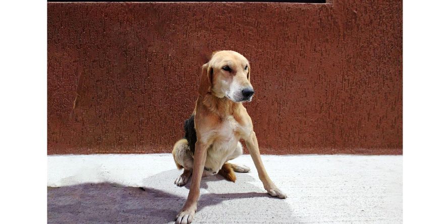 დაკარგული მეტისი თავშესაფარშია