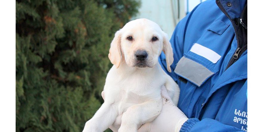 დაკარგული ლაბრადორის მეტისი ლეკვი თავშესაფარშია
