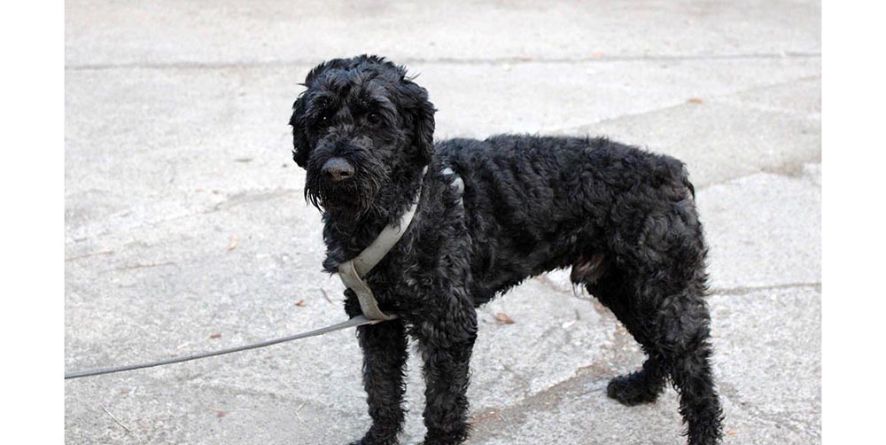 დაკარგული პუდელი ან პუდელის მეტისი თავშესაფარშია