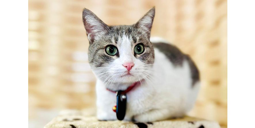 დაკარგული კატა თავშესაფარშია