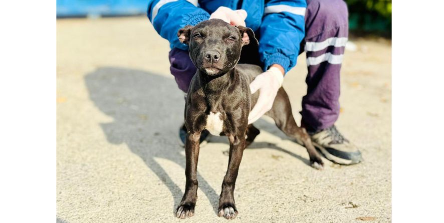 დაკარგული პიტბულის მეტისი ლეკვი თავშესაფარშია