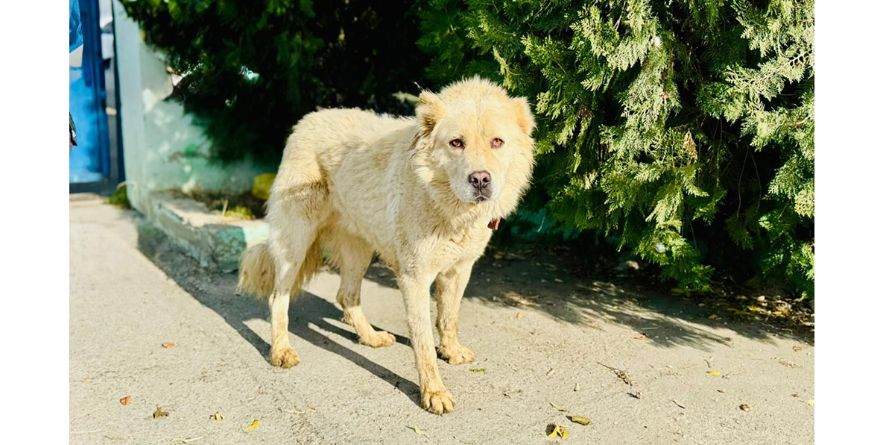 დაკარგული ნაგაზის მეტისი თავშესაფარშია