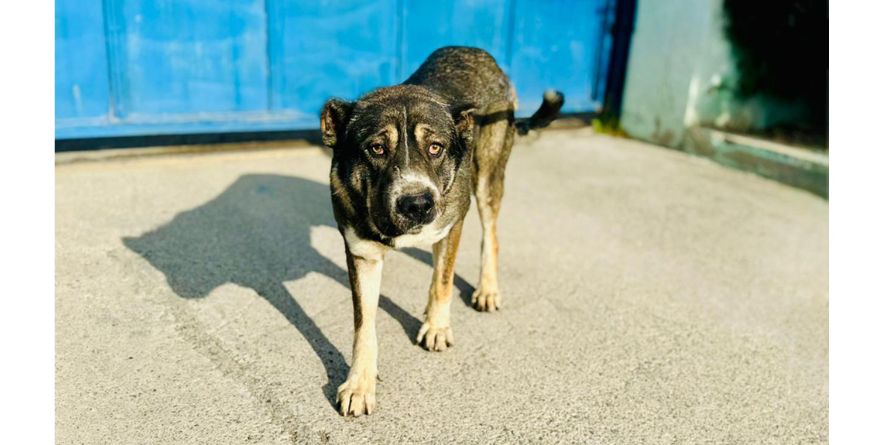 დაკარგული ნაგაზის მეტისი თავშესაფარშია