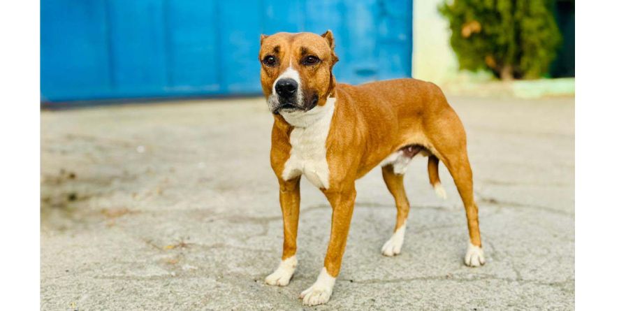 დაკარგული პიტბული ან პიტბულის მეტისი თავშესაფარშია