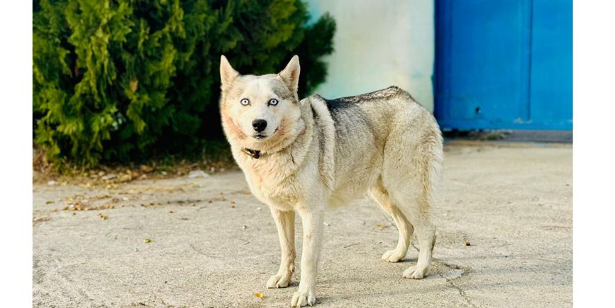 დაკარგული ჰასკი ან ჰასკის მეტისი თავშესაფარშია