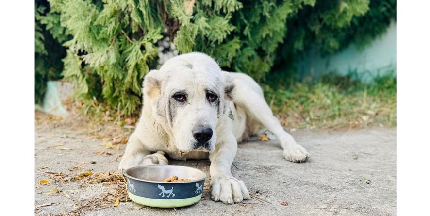 დაკარგული ნაგაზის მეტისი თავშესაფარშია