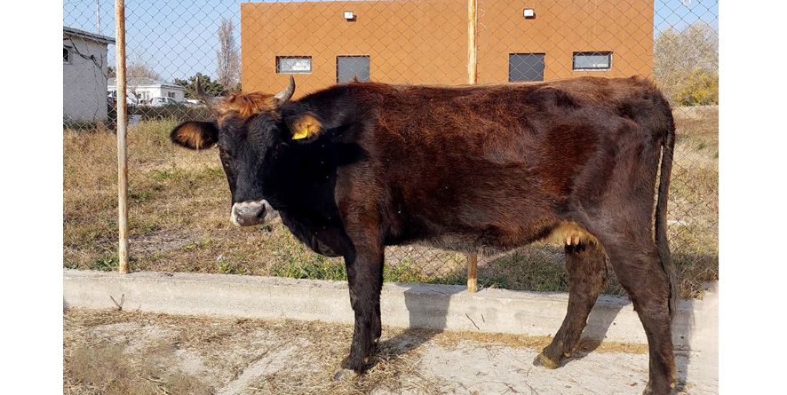 ოთხი დაკარგული ძროხა თავშესაფარშია