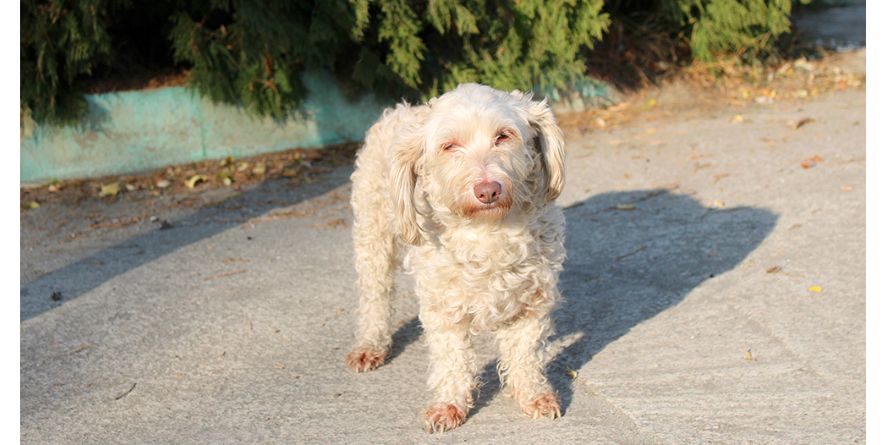 დაკარგული პუდელის მეტისი თავშესაფარშია