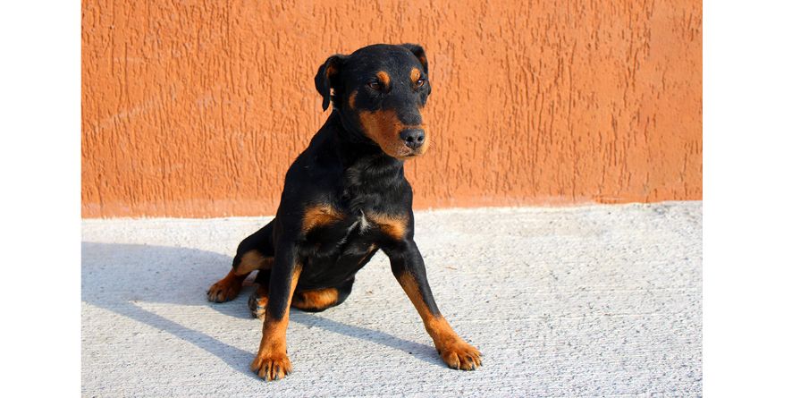 დაკარგული იაგდტერიერი ან იაგდტერიერის მეტისი თავშესაფარშია