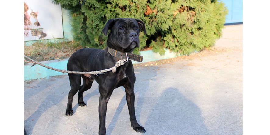 დაკარგული კანე კორსო ან კანე კორსოს მეტისი თავშესაფარშია