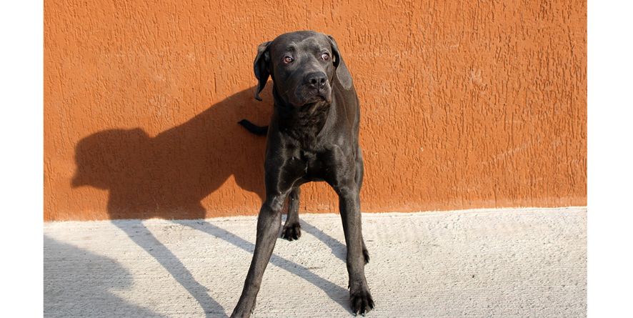 დაკარგული კანე კორსო ან კანე კორსოს მეტისი თავშესაფარშია