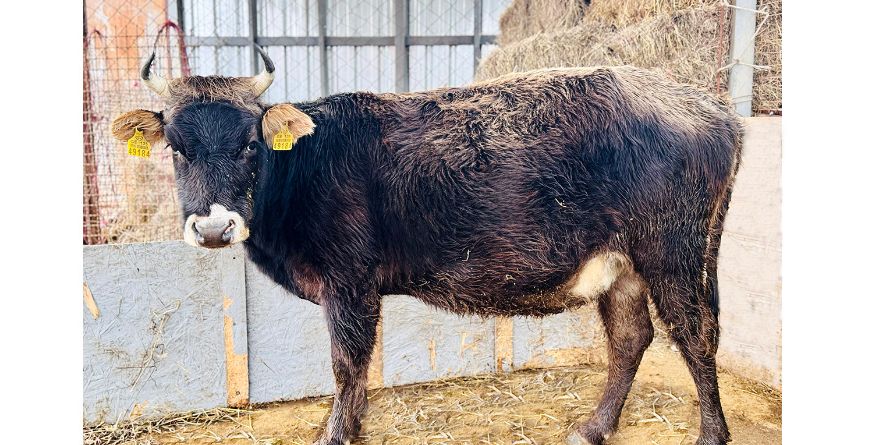 დაკარგული ძროხა თავშესაფარშია