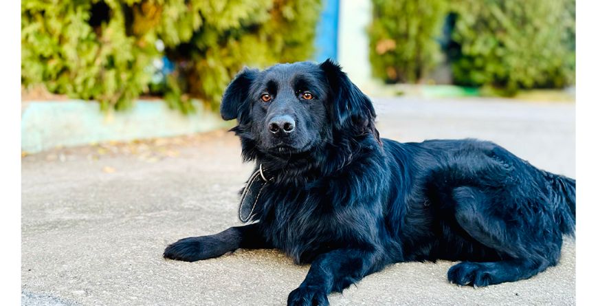 დაკარგული მეტისი თავშესაფარშია