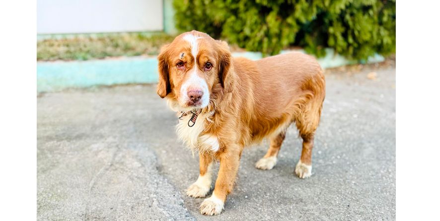 დაკარგული კოკერის მეტისი თავშესაფარშია