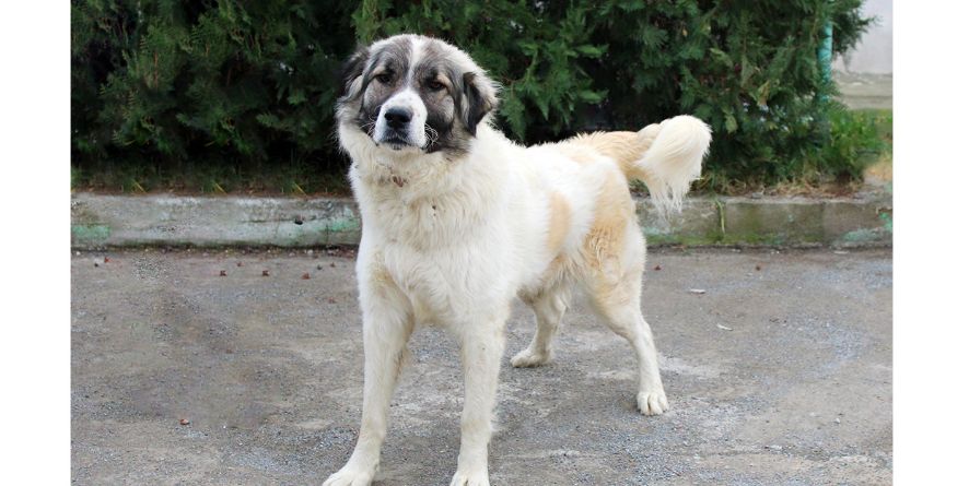 დაკარგული მეტისი თავშესაფარშია