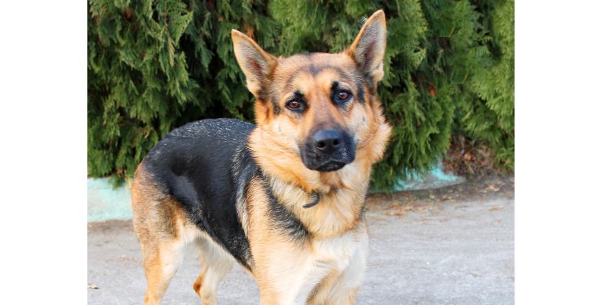 თავშესაფრიდან ჩუქდება გერმანული ნაგაზი ან გერმანული ნაგაზის მეტისი