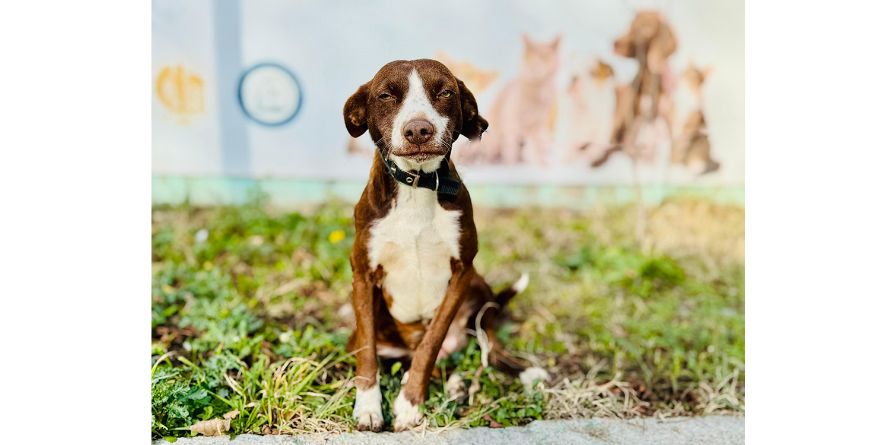 დაკარგული მეტისი თავშესაფარშია